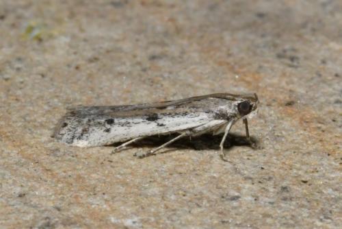 Phycitodes sp.